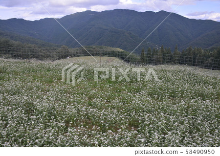 Soba field 1 (Kagawa Prefecture Manoucho Kawahigashigamine) 58490950
