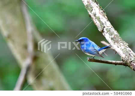 Oorli男 Oorli男 58491060