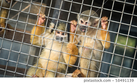 Squirrel monkey Squirrel monkey 58491139