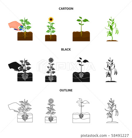 Isolated object of plant and bean sign. Collection of plant and process stock symbol for web. Isolated object of plant and bean sign. Collection of plant and process stock symbol for web. 58491227
