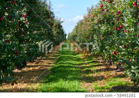 picture of a Ripe Apples in Orchard ready for picture of a Ripe Apples in Orchard ready for 58491281
