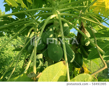 papaya papaya 58491995