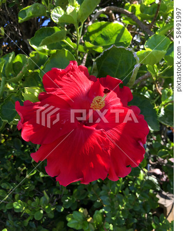 Hibiscus flowers Hibiscus flowers 58491997