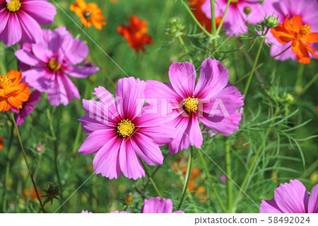 Cosmos Mashiko Town, Tochigi Prefecture Cosmos Mashiko Town, Tochigi Prefecture 58492024