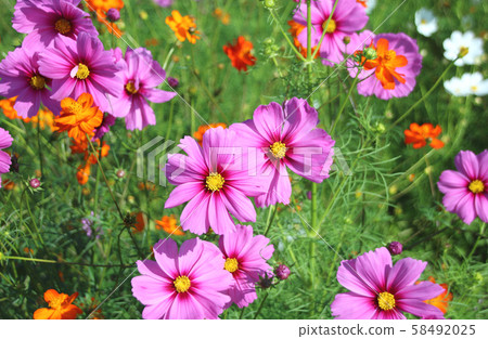 Cosmos Mashiko Town, Tochigi Prefecture Cosmos Mashiko Town, Tochigi Prefecture 58492025