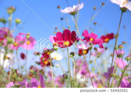 To木縣宇宙麻子町 To木縣宇宙麻子町 58492081