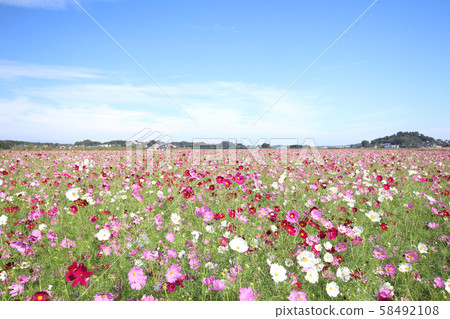 Cosmos Mashiko Town, Tochigi Prefecture 58492108