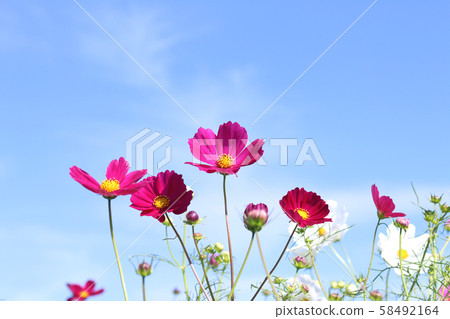 Cosmos Mashiko Town, Tochigi Prefecture 58492164