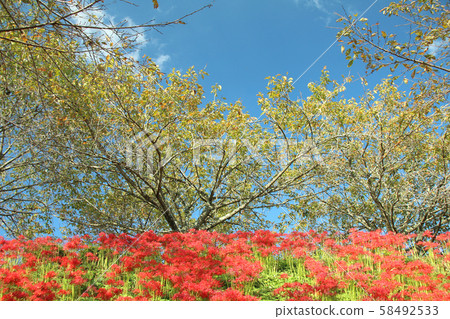 Cluster amaryllis, Mogi-machi, Tochigi Prefecture, Shiroyama Park Cluster amaryllis, Mogi-machi, Tochigi Prefecture, Shiroyama Park 58492533