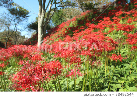 Cluster amaryllis, Mogi-machi, Tochigi Prefecture, Shiroyama Park Cluster amaryllis, Mogi-machi, Tochigi Prefecture, Shiroyama Park 58492544