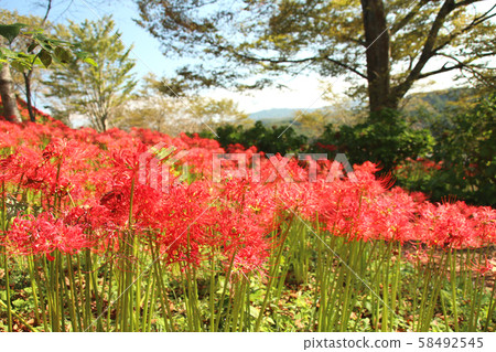Cluster amaryllis, Mogi-machi, Tochigi Prefecture, Shiroyama Park Cluster amaryllis, Mogi-machi, Tochigi Prefecture, Shiroyama Park 58492545