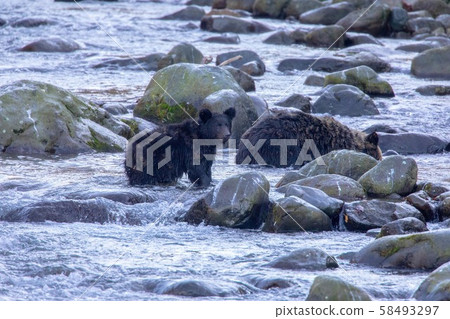 Shiretoko's brown bear Shiretoko's brown bear 58493297