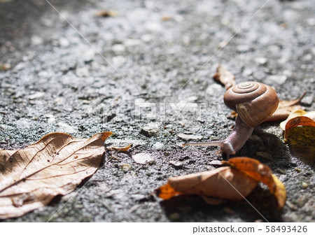 little cute garden plants destroyer, small snail on brown home garden earth floor creeping slowly and peacefully selective focus with blur background 58493426