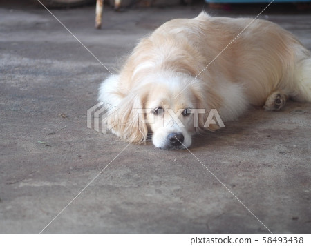 portraits close up picture of young small cute lovely dirty crossbreed dog white pastel beige colour resting on cold concrete floor outdoor under natural sunligh portraits close up picture of young small cute lovely dirty crossbreed dog white pastel beige colour resting on cold concrete floor outdoor under natural sunligh 58493438