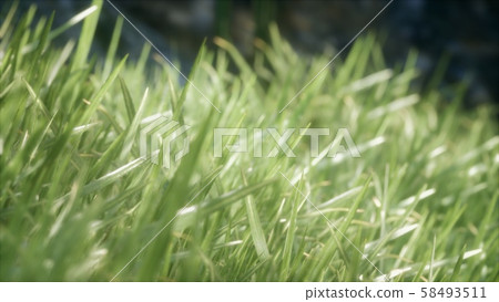 fresh green Grass on the forest 58493511