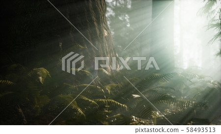 Morning with Fog in Sequoia National Park Morning with Fog in Sequoia National Park 58493513
