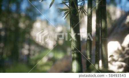 Green Bamboo trees forest background Green Bamboo trees forest background 58493543