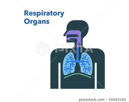 呼吸器官的簡單圖解 插圖素材 圖庫