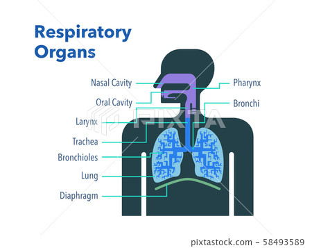 用英文各部分的名稱簡單說明呼吸器官 插圖素材 圖庫