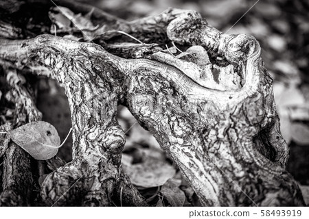 Wood root close-up in black and white. Tree 58493919