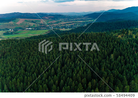 Spruce forest of the Ukrainian Carpathians, top 58494409