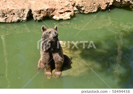 Front view of brown bear A brown bear stands on a 58494438