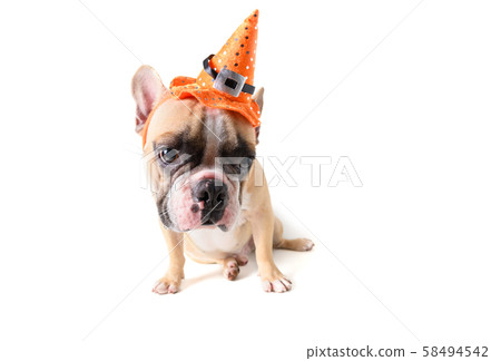 Portrait of Cute French bulldog with hat halloween Portrait of Cute French bulldog with hat halloween 58494542