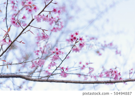 The wild himalayan cherry blossom in Thailand 58494887