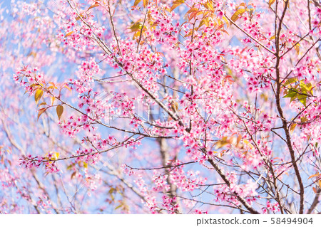The wild himalayan cherry blossom in Thailand 58494904