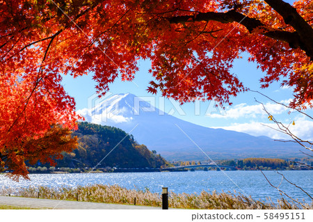 Fuji in the autumn seen from Kawaguchiko 58495151