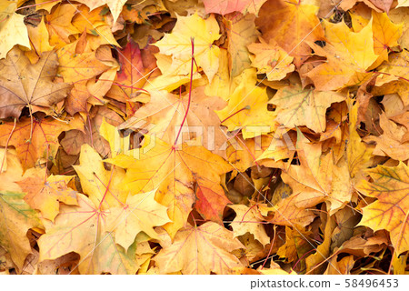 Background group autumn orange leaves. Outdoor. 58496453