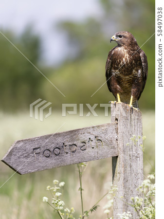 Common Buzzard perched on a Footpath post Common Buzzard perched on a Footpath post 58497038