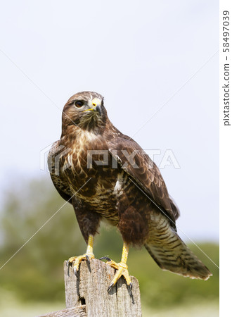 Close up of a Common Buzzard perched on a post Close up of a Common Buzzard perched on a post 58497039