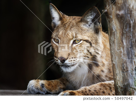 Close up of Eurasian lynx against black background 58497042