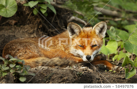 Close up of a red fox laying on the ground 58497076
