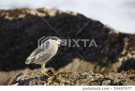 Black-crowned night heron perched on a rock 58497077