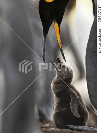 emperor penguin feeding chick