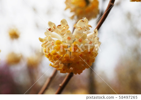 Mitsumata Oriental paperbush 58497265