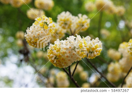 Mitsumata Oriental paperbush 58497267