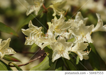 Rhododendron keiskei Miq. Rhododendron keiskei Miq. 58497553