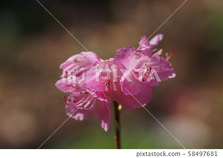 杜鵑花纖毛 杜鵑花纖毛 58497681