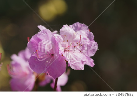 Rhododendron mucronulatum var. Ciliatum Rhododendron mucronulatum var. Ciliatum 58497682