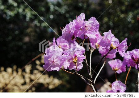 Rhododendron mucronulatum var. Ciliatum Rhododendron mucronulatum var. Ciliatum 58497683