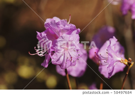 Rhododendron mucronulatum var. Ciliatum Rhododendron mucronulatum var. Ciliatum 58497684