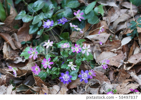 Primula farinosa subsp. Modesta Primula farinosa subsp. Modesta 58497837