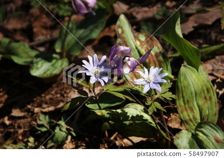 Anemone pseudoaltaica H.Hara Anemone pseudoaltaica H.Hara 58497907