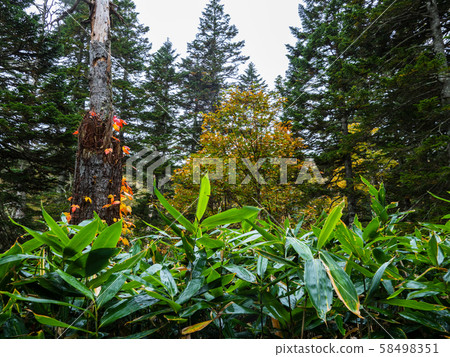 Autumn leaves of Oze fallen tree Autumn leaves of Oze fallen tree 58498351