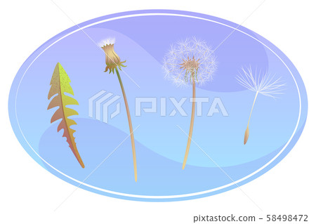 Set with dandelions stages in oval frame. Part of Blowball concept. Leaf, seed, closed dandelion 58498472