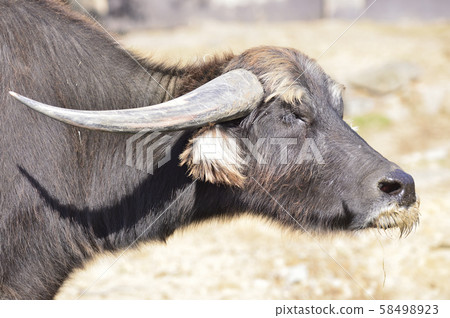 water buffalo water buffalo 58498923