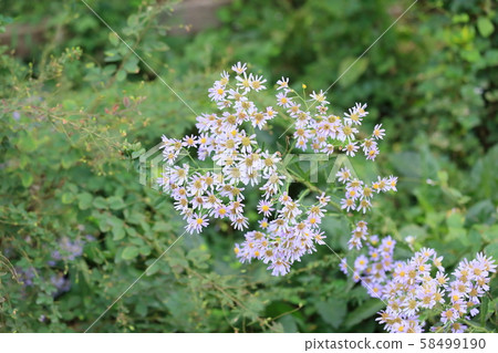 Zion flower 58499190